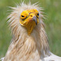 Alimoche / Egytian vulture